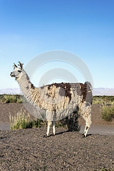 Llama in Salinas Grandes in Jujuy, Argentina. photo