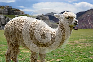 Llama at Saqsaywaman inca site. Cusco. Peru photo