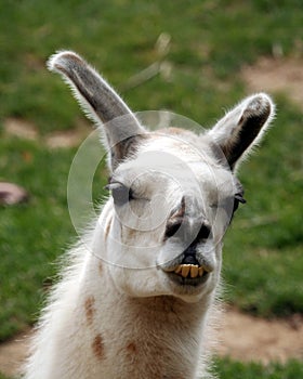 A Llama, a South American Animal