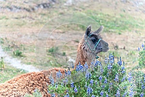 Llama, South American camelid