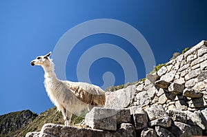 Llama standing in Macchu picchu ruins