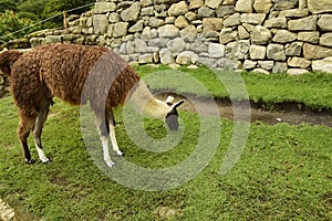 Llama standing at the view point of Machu Picchu. Machu Picchu is located above the Sacred Valley northwest of Cuzco
