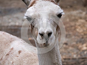Llama Stare closeup face animal portrait