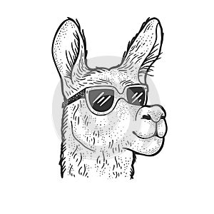 Llama in sunglasses sketch vector illustration