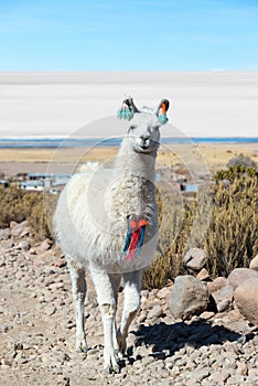 Llama with Uyuni Salt Flats