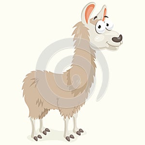 Llama Vector Illustration