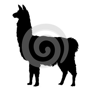 Llama vector illustration black silhouette photo