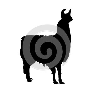 Llama vector silhouette