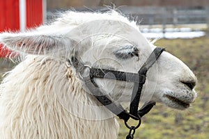 Llama Vicugna vicugna close up at a pet farm with fun expressions