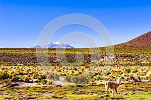 Llama and volcano Lascar in the Altiplano of Bolivia