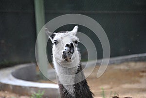 Llama at the zoo