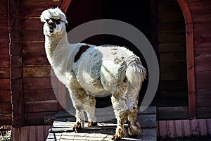 Llama in the zoo cage