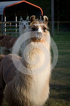 Llamas