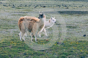 Llamas Alpaca in Andes Mountains, Ecuador, South America