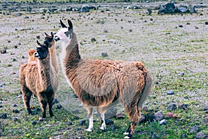 Llamas Alpaca in Andes Mountains, Ecuador, South America