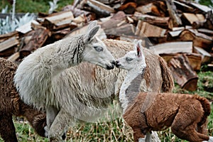 Llamas Alpaca in Andes Mountains, South America photo