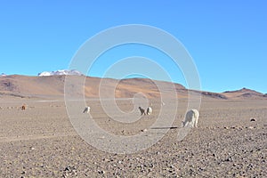 Llamas - or alpacas - in a desert of Bolivia