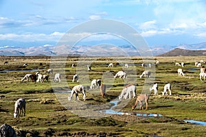 Llamas and alpacas are near Arequipa, Peru