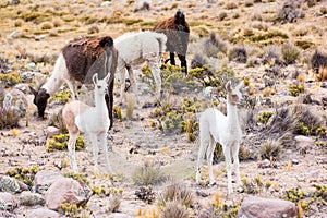 Llamas and alpacas near canyon Colca in Peru