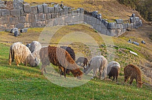 Llamas and Alpacas in Sacsayhuaman, Cusco, Peru