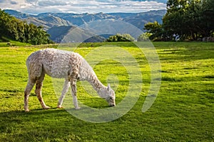 Llamas and alpacas at Sacsayhuaman, incas ruins in the peruvian Andes, Cusco, Peru