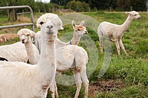 Llamas or Alpacas Sheared and Ready to Guard