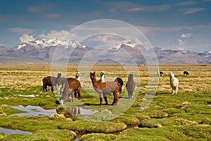 Llamas on altiplano