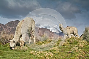 Llamas on altiplano photo