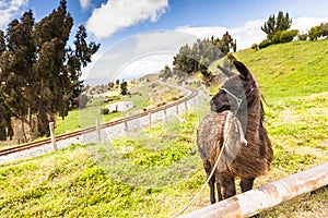 Llamas in Andes Mountains