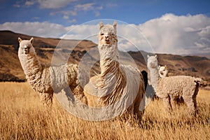 Llamas in Andes,Mountains, Peru