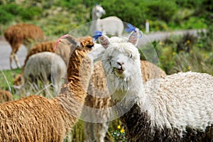 Llamas in the Arequipa Region