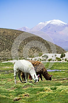 Llamas, Bolivia