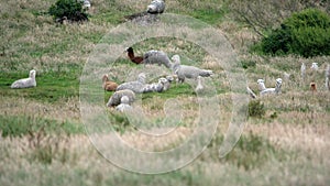 Llamas in Cajas National Park