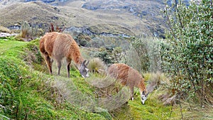 Llamas at the Cajas national park, Ecuasdor
