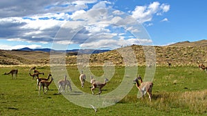 Llamas in chile 2