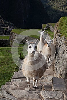 Llamas climbing Manchu Picchu steps