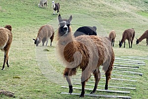 Llamas at Cochasqui