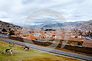 Llamas in Cuzco City