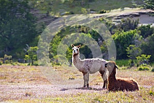 Llamas