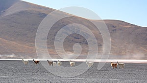 Llamas at Eduardo Avaroa Andean Fauna National Reserve. Bolivia photo