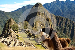 Llamas' Eye View Of Macchu Picchu