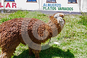 Llamas in a field of salar de uyuni in Bolivia