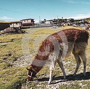 Llamas in a field of salar de uyuni in Bolivia photo