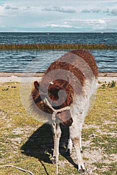 Llamas in a field of salar de uyuni in Bolivia photo