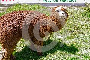 Llamas in a field of salar de uyuni in Bolivia photo