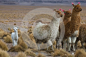 Llamas, focus on the kid, very shallow DOF