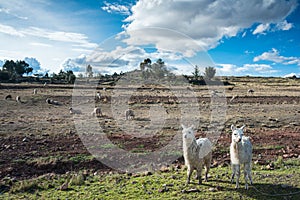 Llamas are front of Terraced Inca fields