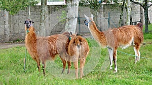 Llamas in a garden