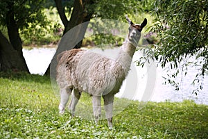 Llamas graze on the river side rural scene