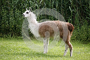 Llamas graze on the river side rural scene